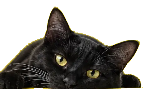 Black cat